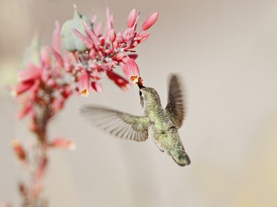 蜂鸟在沙漠花