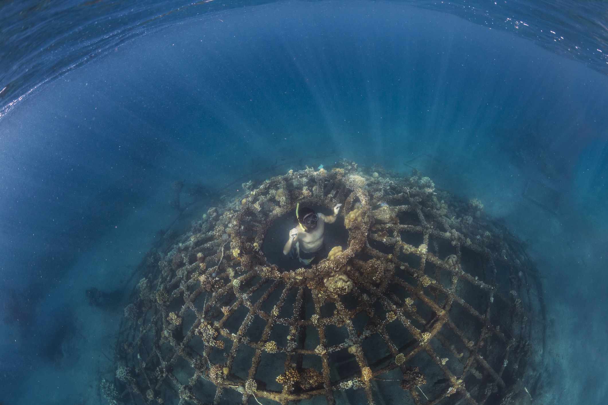 潜水员从印度尼西亚的生物结构中游泳“width=