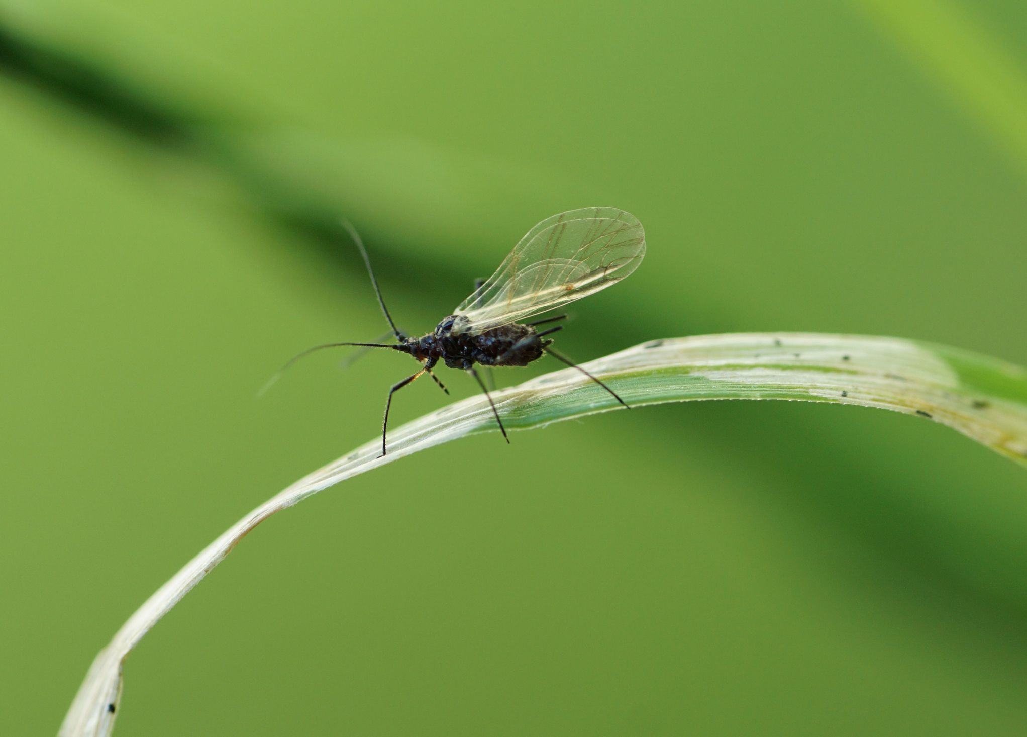 一只小蚊蚋在草叶上飞。