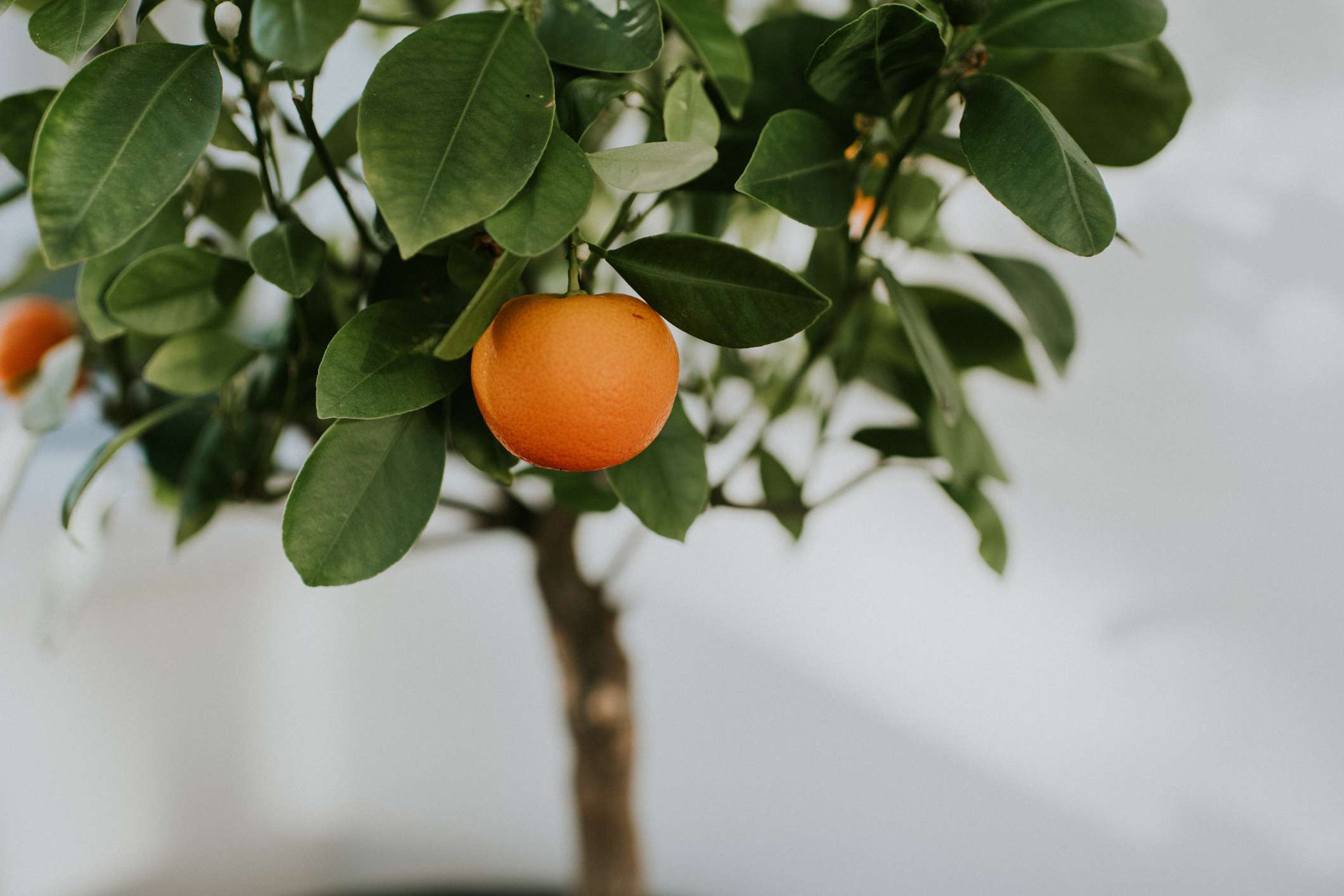 Calamondin，矮橙树的近景，室内成熟的水果生长
