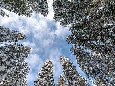 looking up at blue sky and white clouds from the base of a circle of pine trees covered in snow