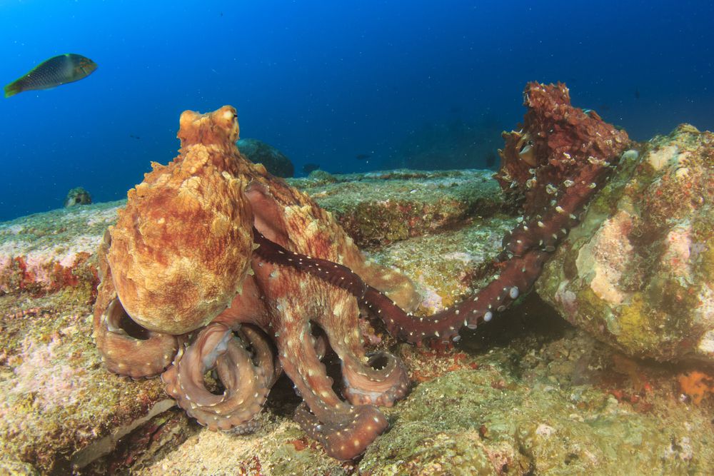 两只章鱼交配,雄性使用一种特殊的长臂从女性保持距离。