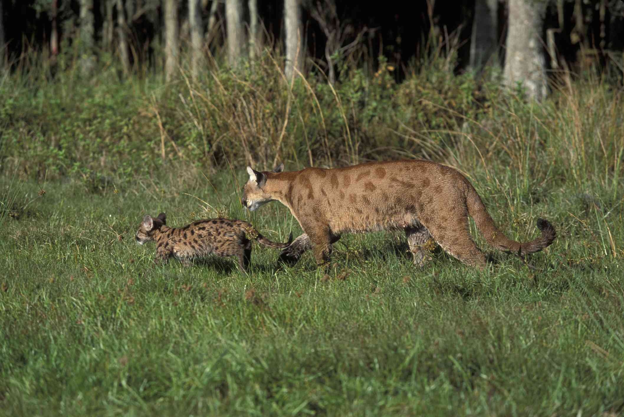 一只成年佛罗里达黑豹和它的幼崽正在草地上行走