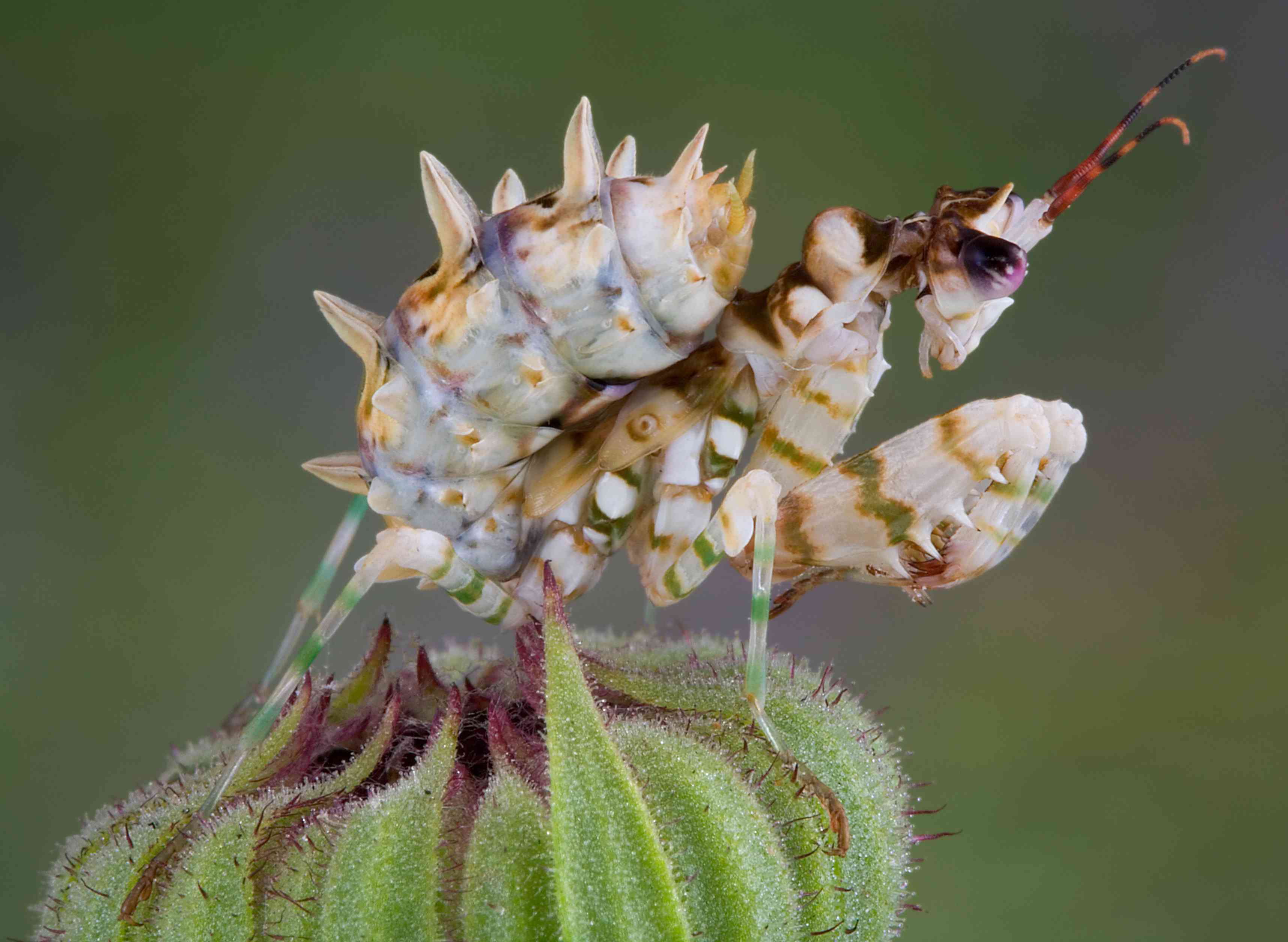 一只腹部有尖刺的花螳螂坐在花蕾上。＂width=