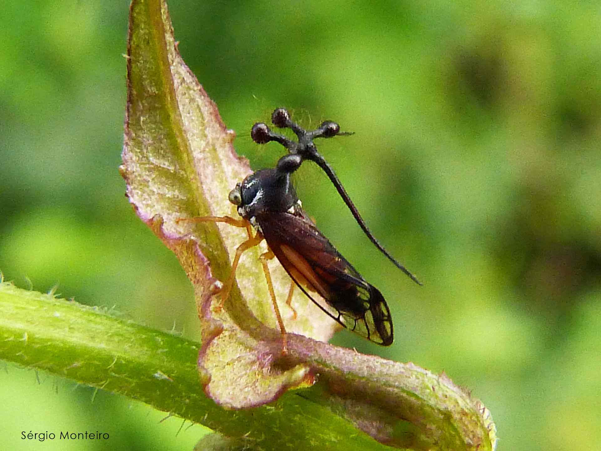 TreeHopper2“width=