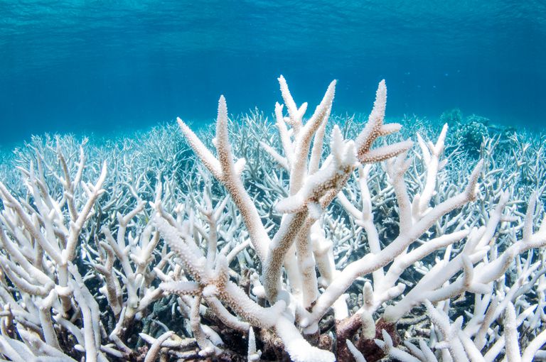 澳大利亚大堡礁的珊瑚白化＂class=
