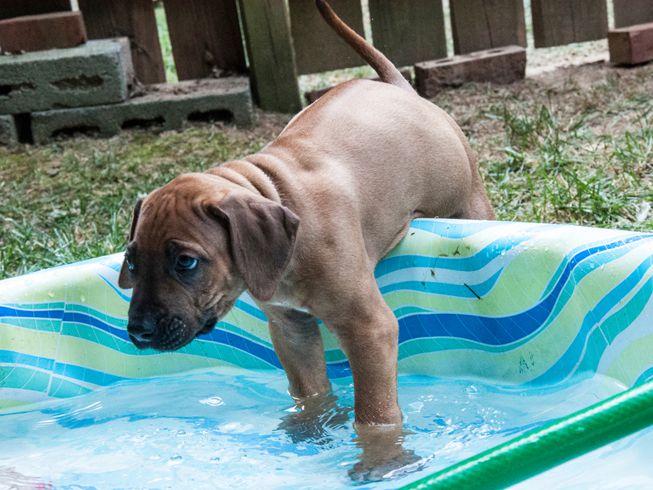 一只狗走进一个小的小孩游泳池