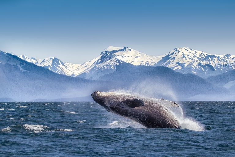 一头座头鲸在冰川湾国家公园破浪而出＂class=
