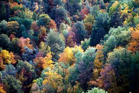 秋天的温带落叶森林