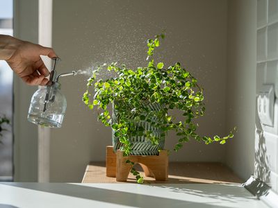 手用玻璃先生刷新并添加水分榕树盆栽植物