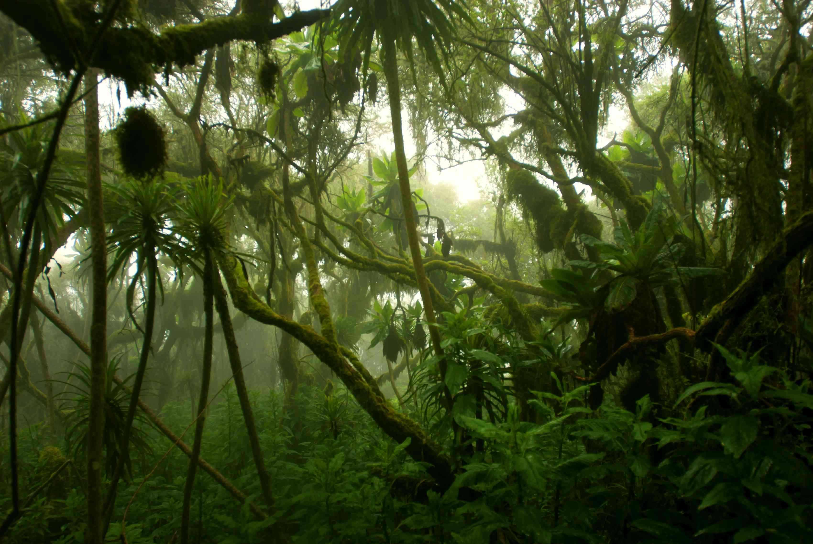 位于非洲中部，被雾覆盖的热带茂密云林＂width=