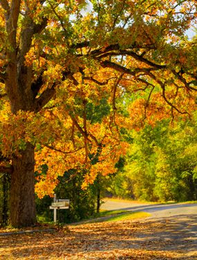 秋天，南卡罗莱纳乡村的一条小路上的邮筒，橡树的叶子被早晨明亮的阳光照得背光。