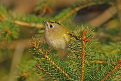 Goldcrest [Regulus Regulus]