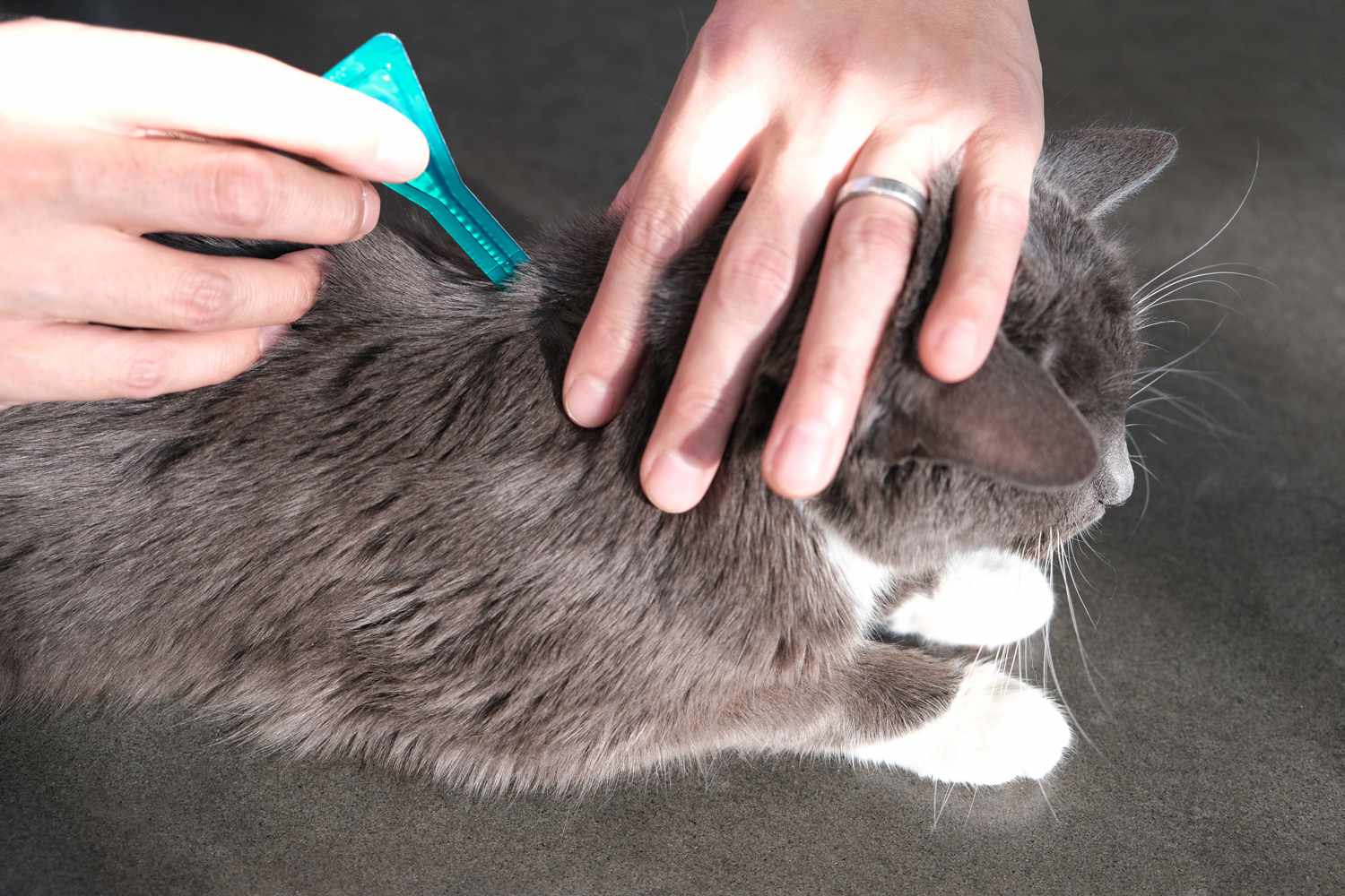 手将局部溶液挤在猫的背部肩膀上，以缓解过敏