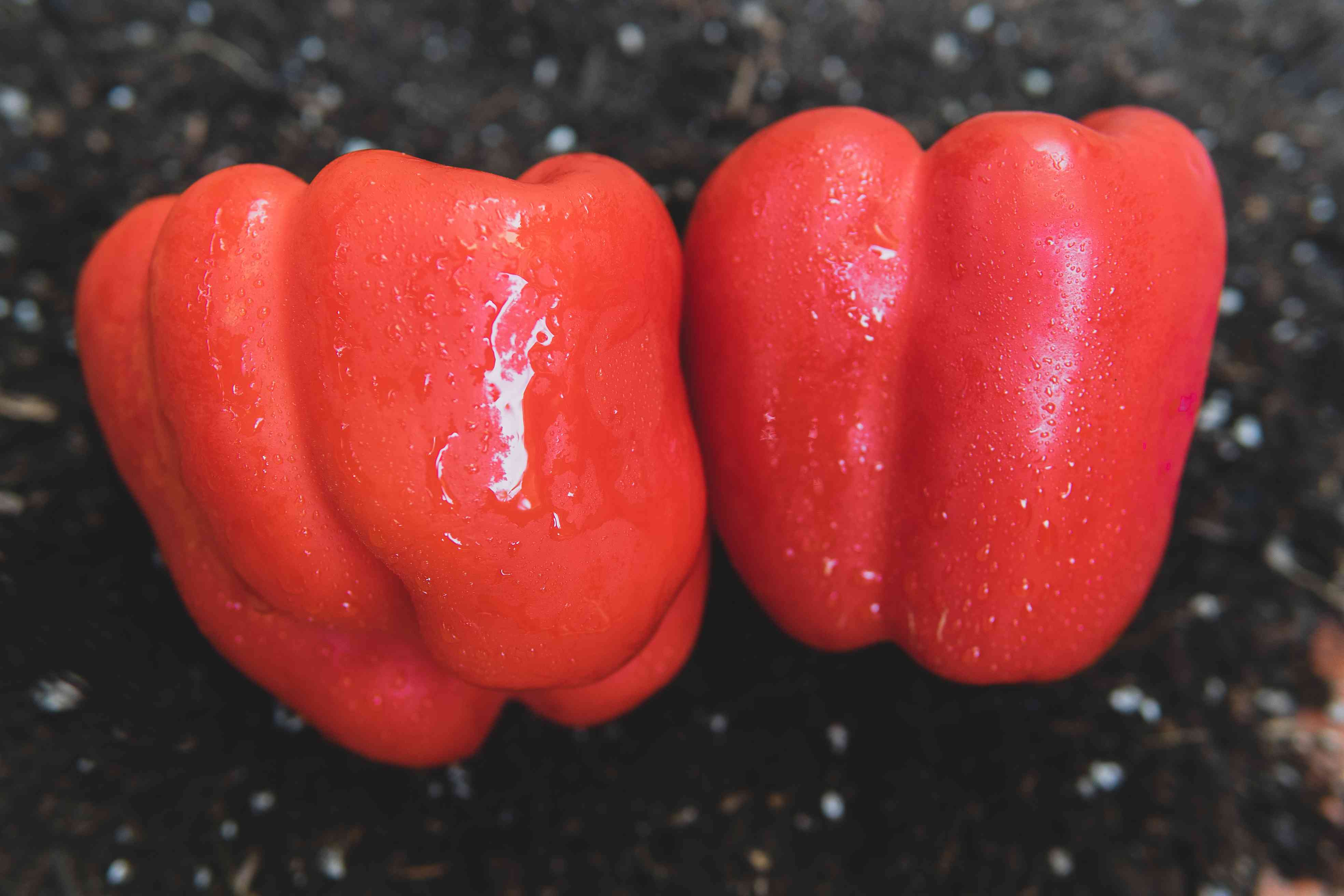 两个红色铃铛辣椒覆盖着水滴，坐在泥土上。“width=