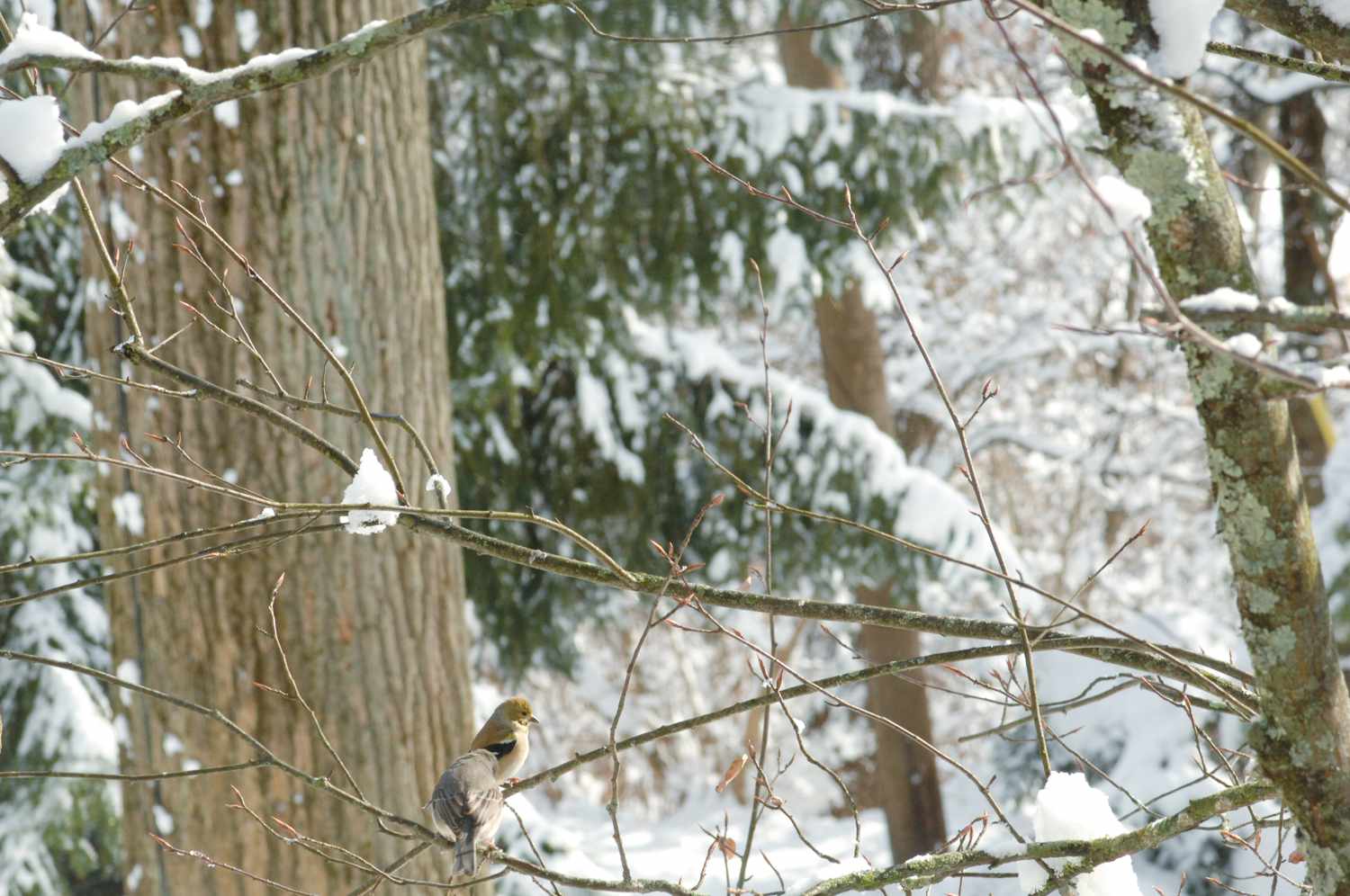 两个小棕鸟坐在树枝的树林里