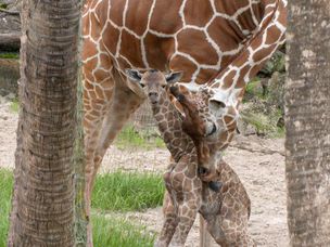 宝贝长颈鹿和露娜妈妈
