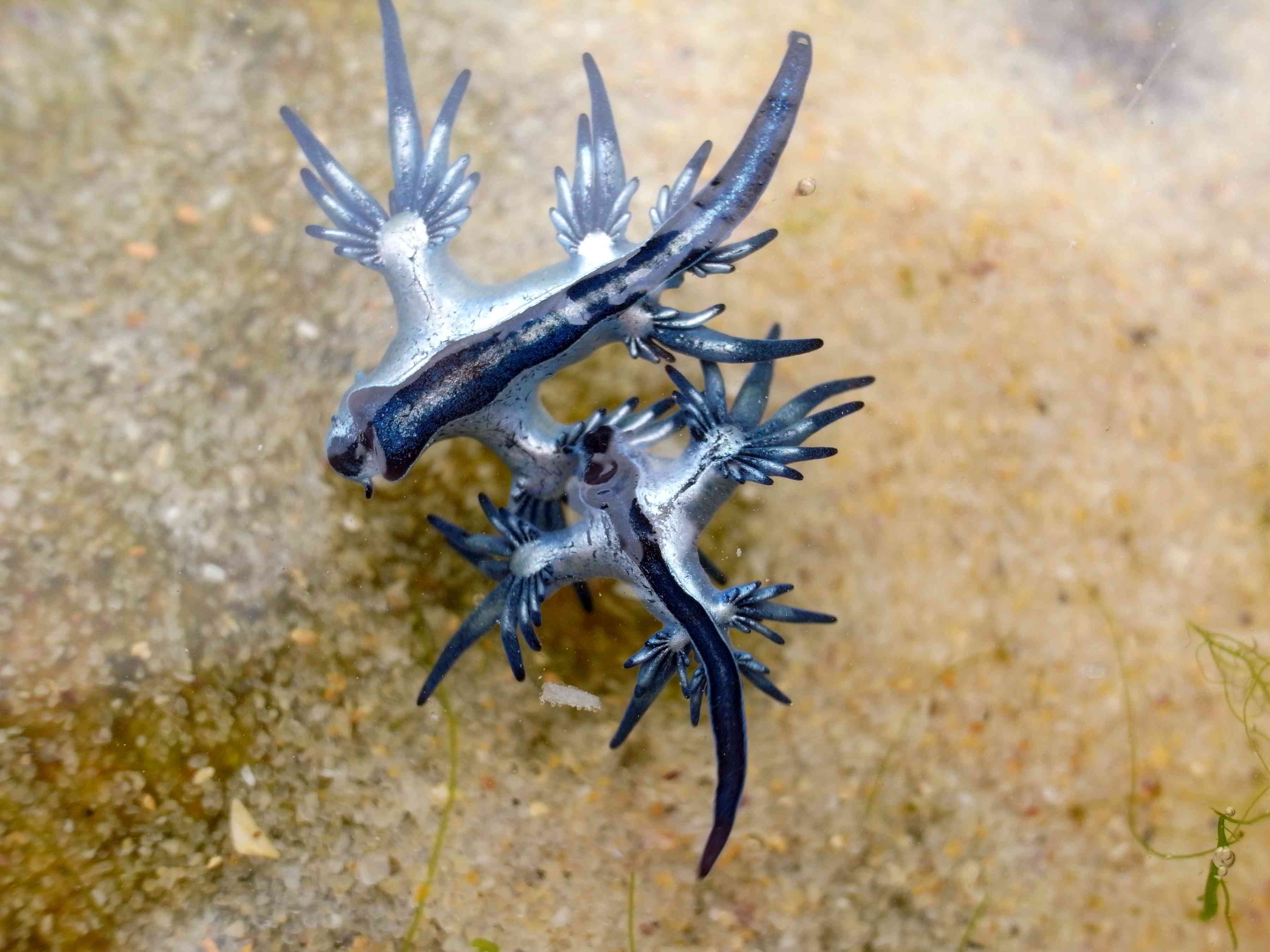 两个蓝色海sl浮在水池中