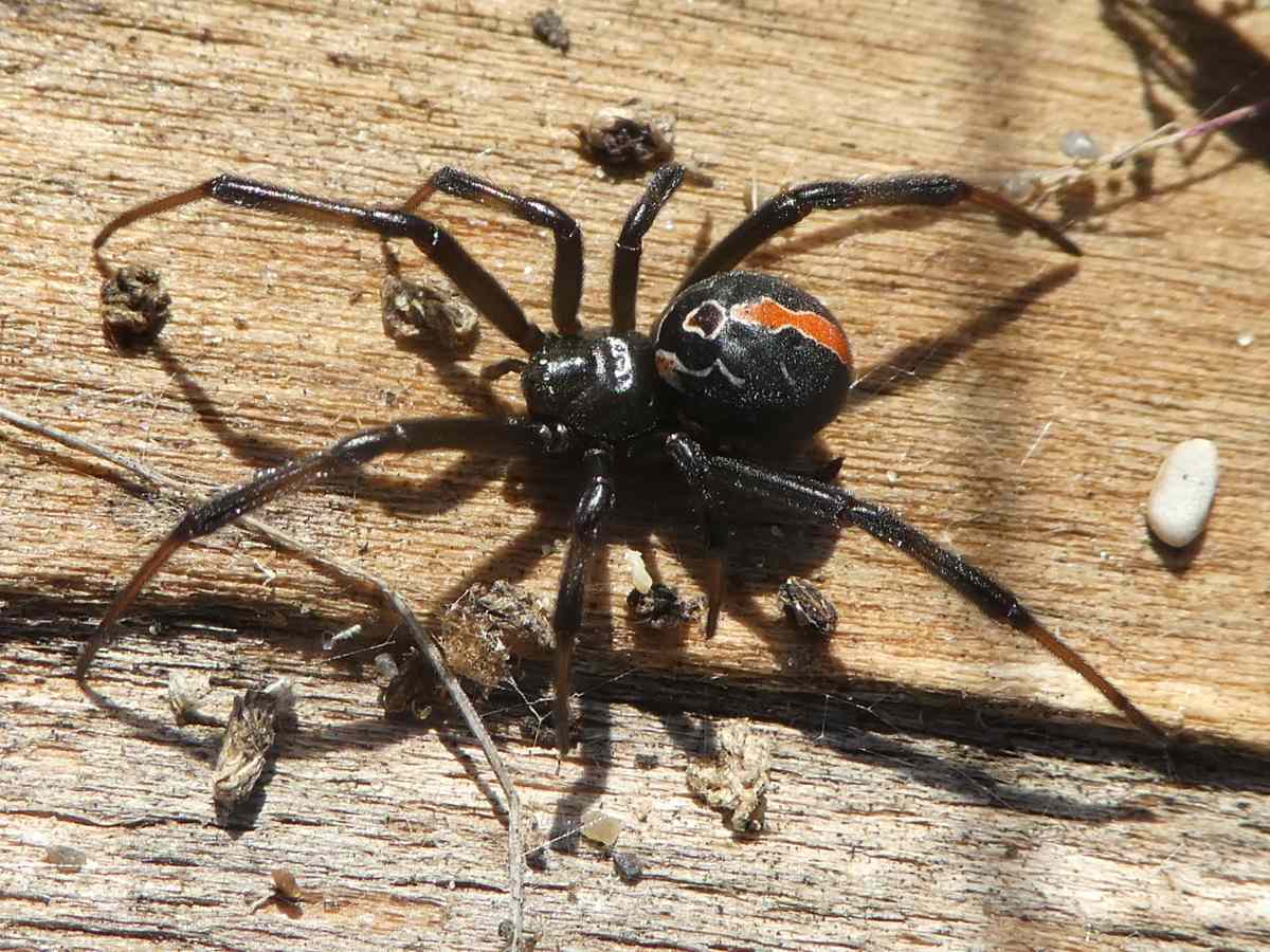 一种长长的黑腿卡提波蜘蛛，身上有独特的红色斑点