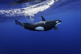 在新西兰太平洋，一只雌性虎鲸浮上水面呼吸后，在水下溅起水花