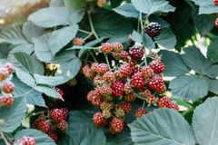 黑莓在花园中生长的美丽分支，特写。夏季背景。