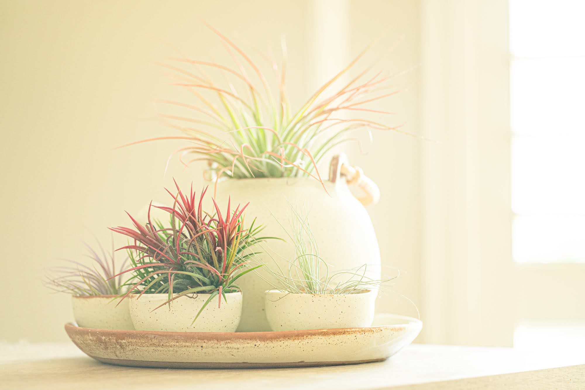 多刺的空气植物展示在奶油陶瓷茶杯和水壶