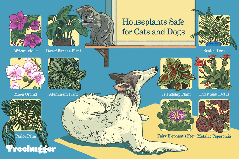 室内植物的彩色插图安全的猫和狗＂class=