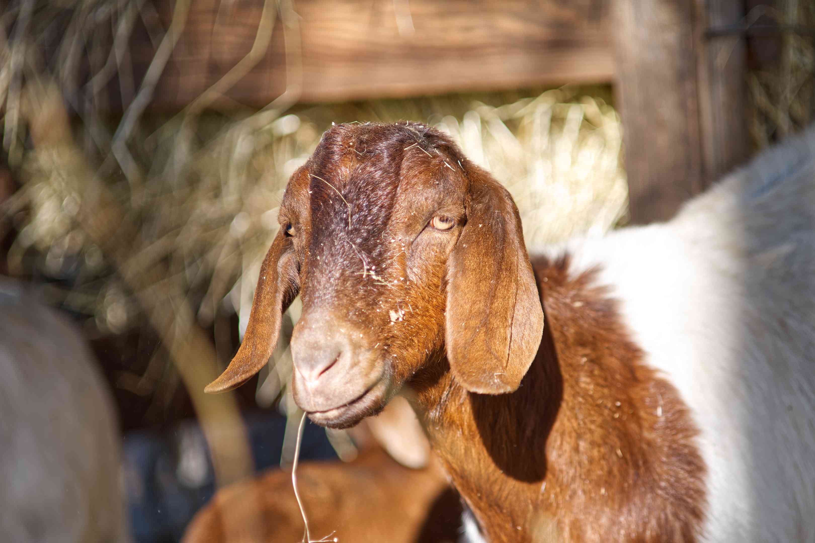 阳光反射在棕色和白色的山羊上，背景是干草和谷仓