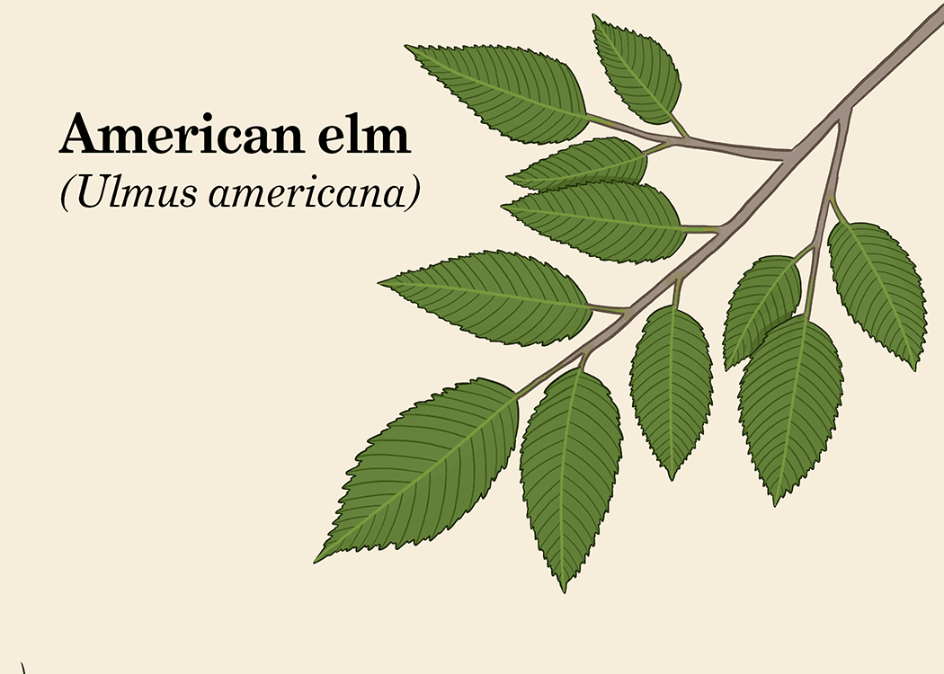 美国榆树叶插图
