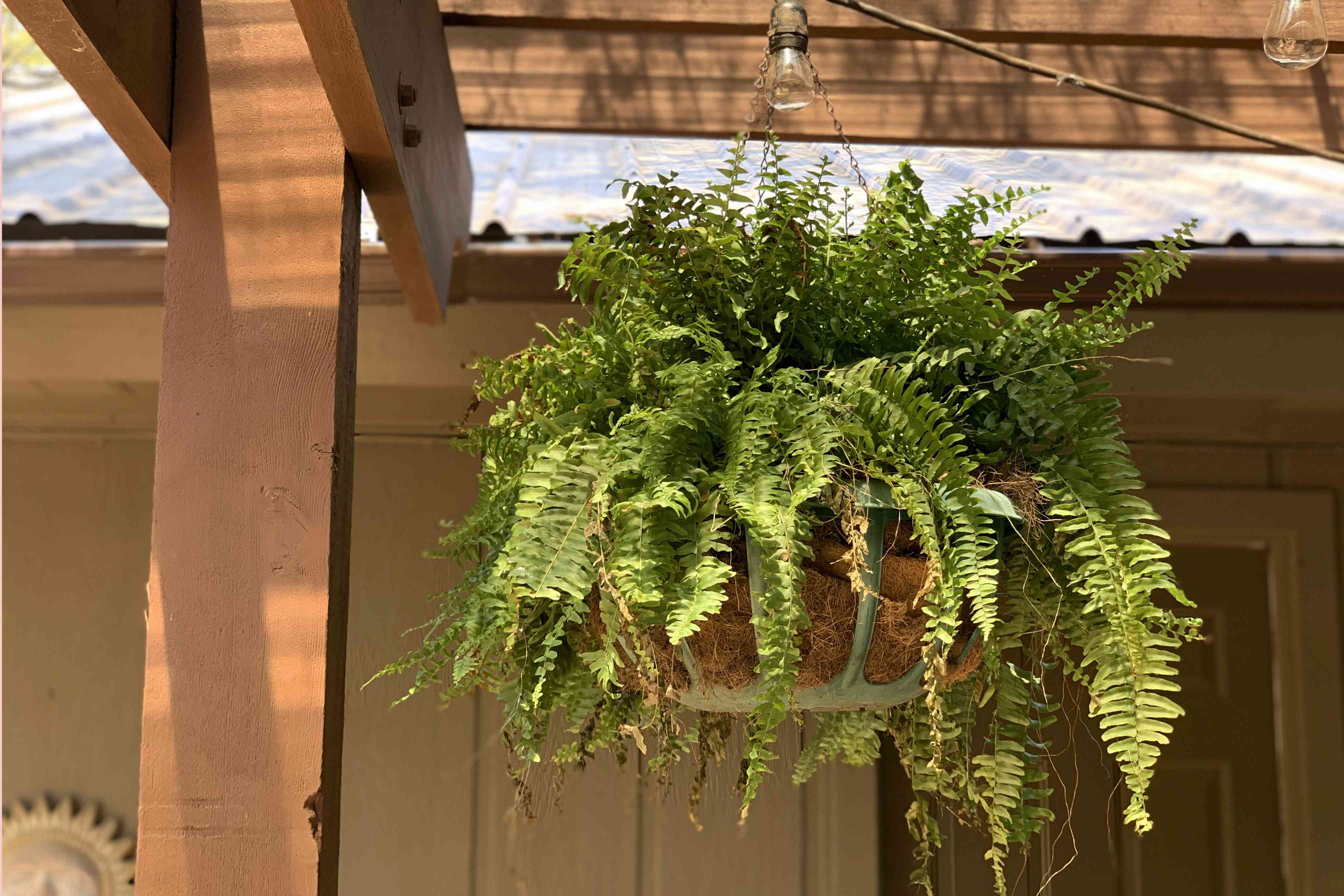 室外露台木梁上悬挂的波士顿蕨类植物＂width=