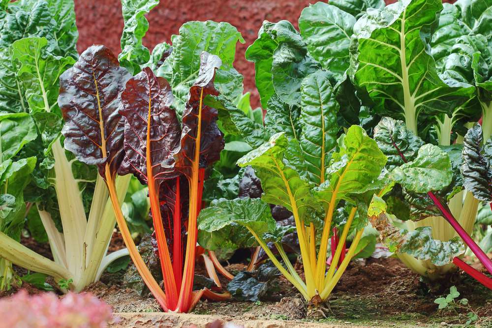 花园里种着红色和绿色的甜菜＂width=