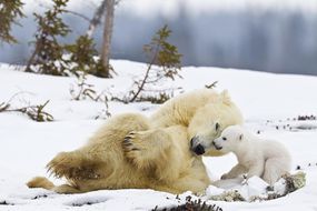 北极熊妈妈和幼崽(Ursus maritimus)