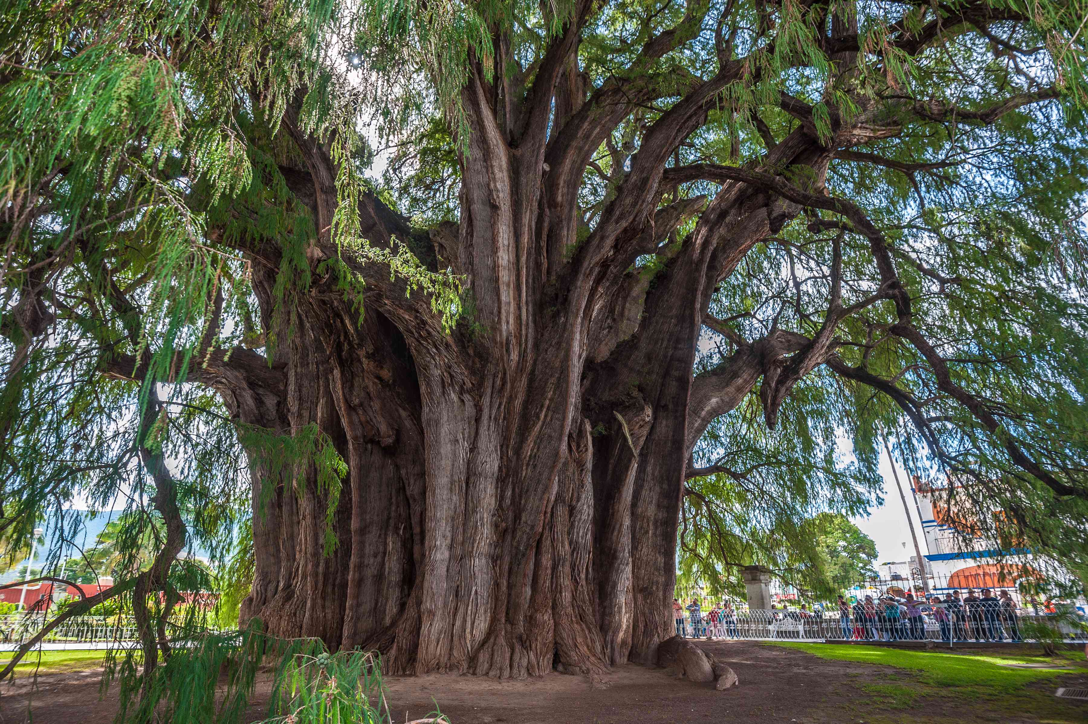 Arbol del Tule，墨西哥图莱的一棵巨大的圣树