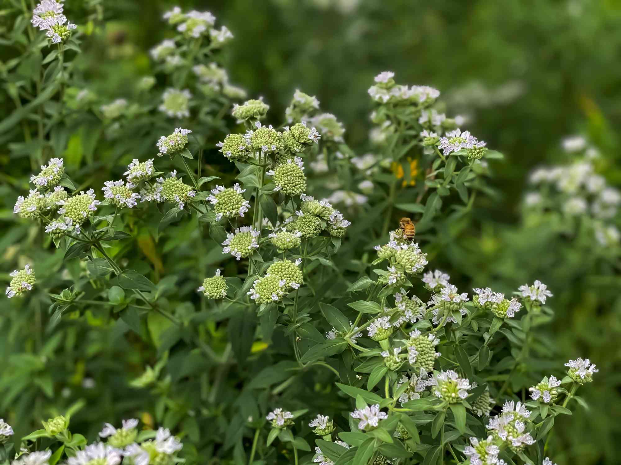 山薄荷（pycnanthemum virginianum）