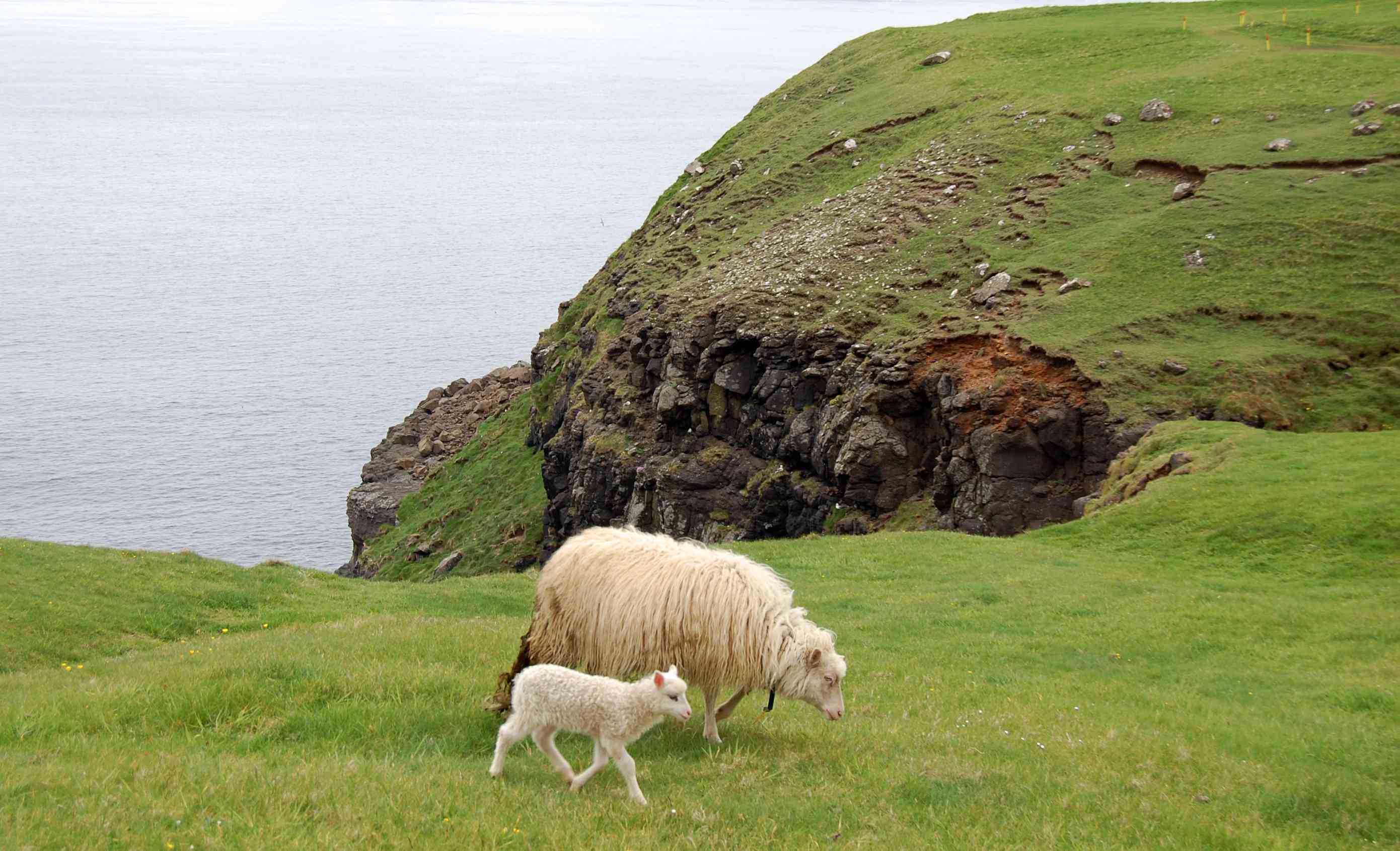 羊在法罗群岛