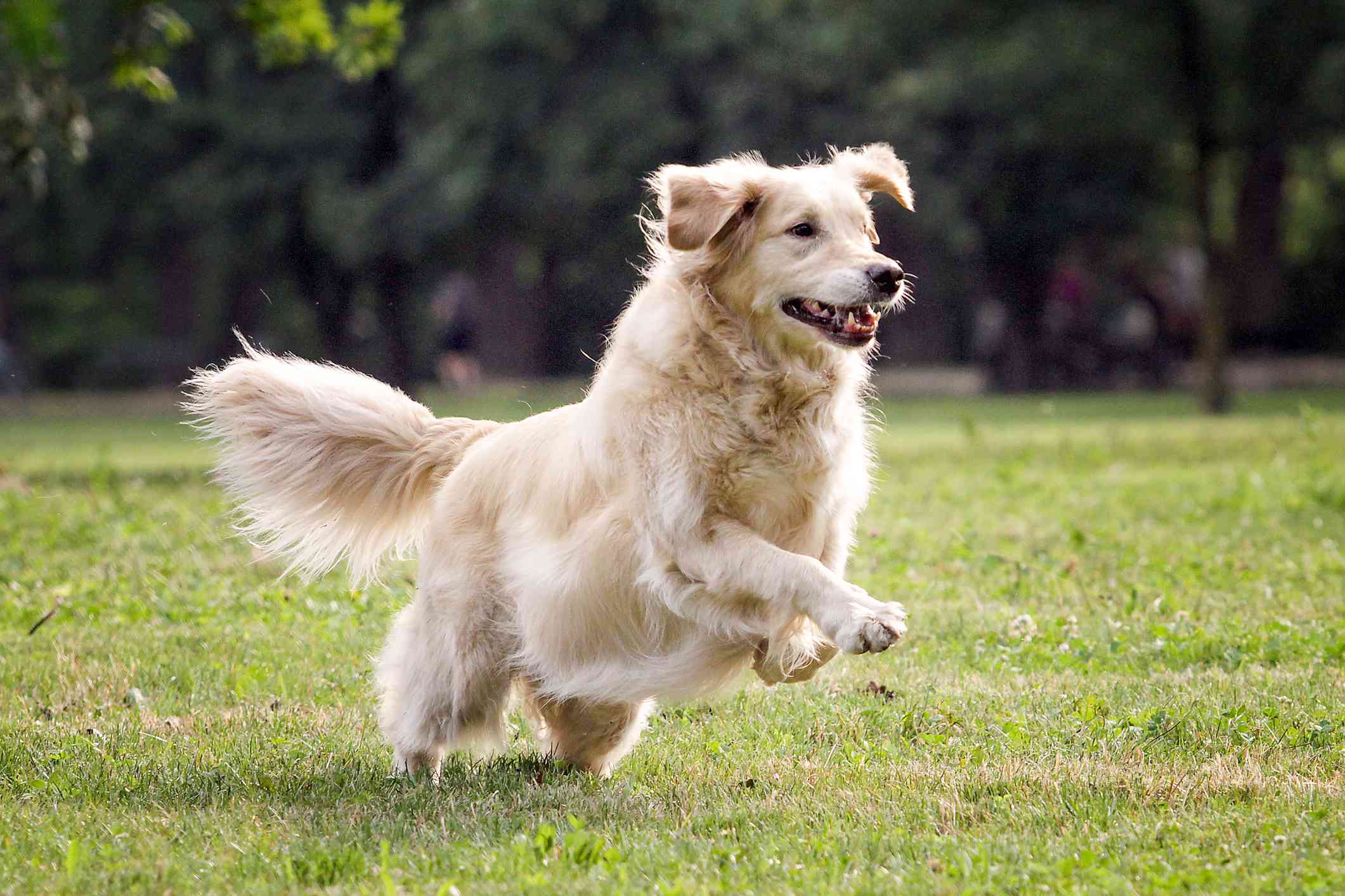 金毛猎犬在草地上玩耍