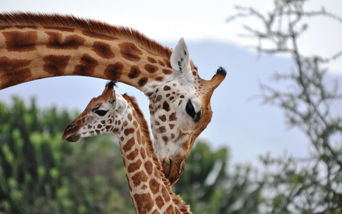 长颈鹿妈妈和长颈鹿宝宝