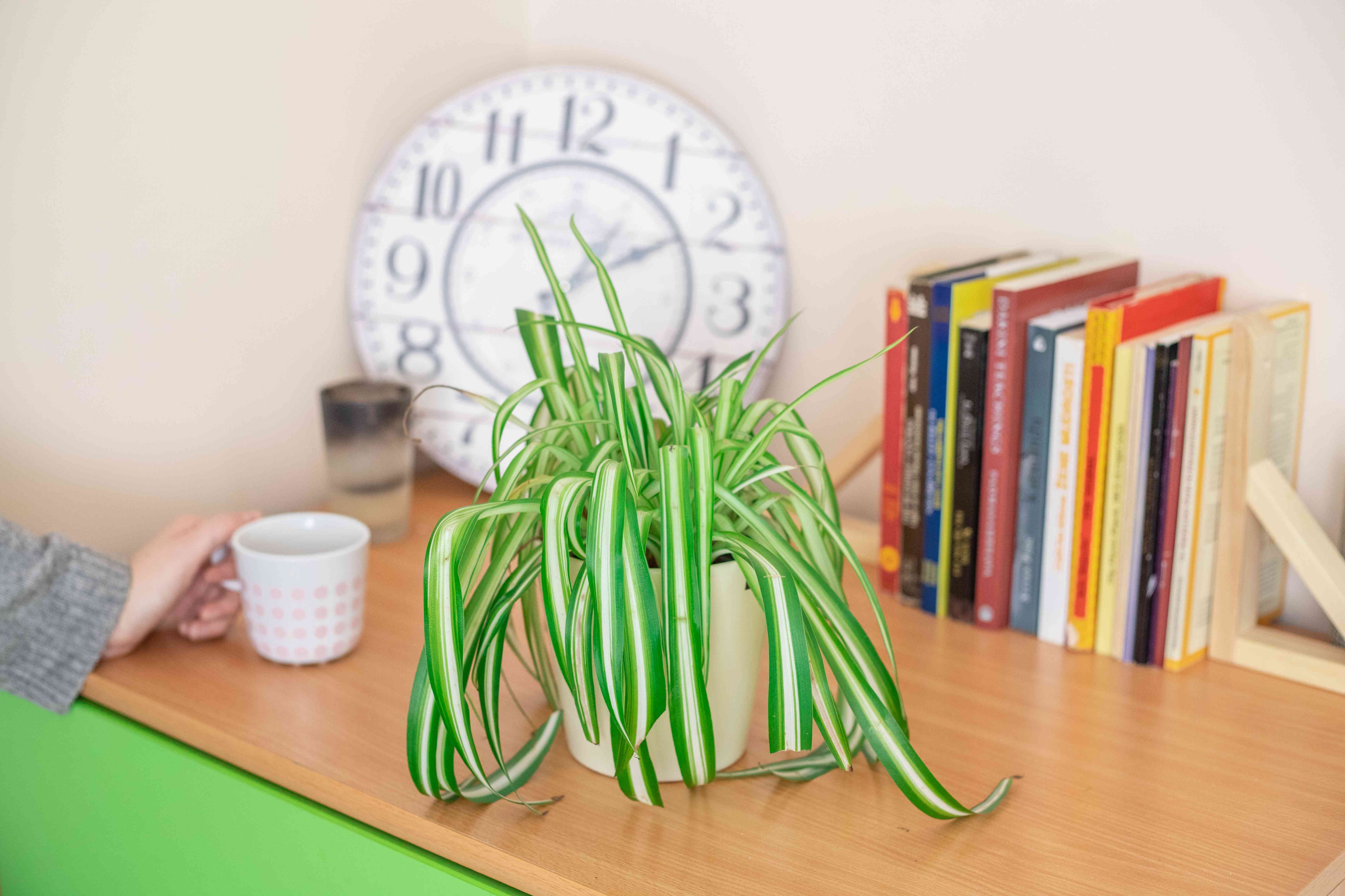 明亮的绿色蜘蛛植物在桌子上，书和时钟＂width=