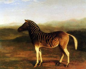 彩色画，一只来自非洲的雄性斑驴站在一片开阔的田野上，远处是蓝天