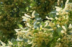 美洲椴树，有黄色带刺的花和深绿色的叶子。