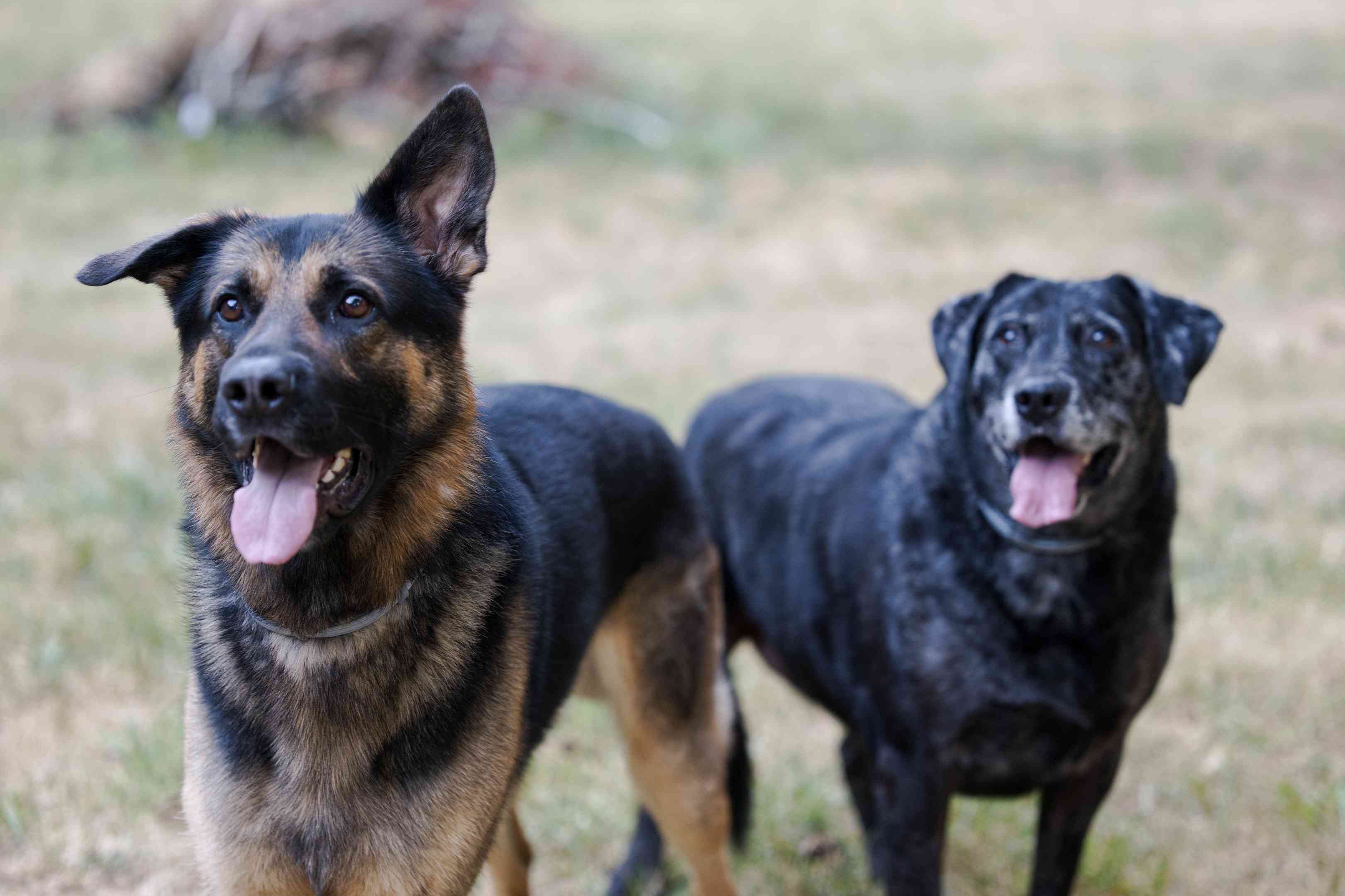 德国牧羊犬和老黑狗外面有舌头闲逛