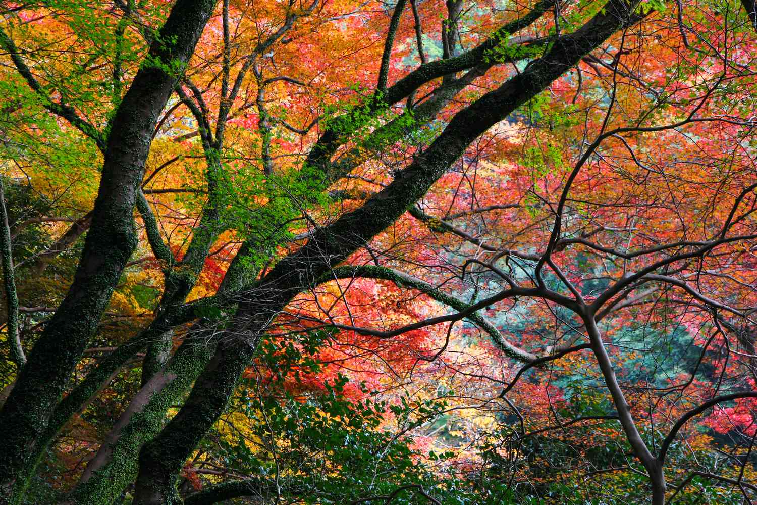长的高大成熟的树木与多颜色秋天叶子伸展四肢