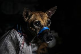 印尼获救狗