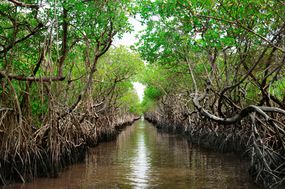佛罗里达州大沼泽城市的保护生态碳捕获红树林。“width=