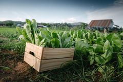 新鲜蔬菜绿色莴苣木箱箱集装箱在有机农场。