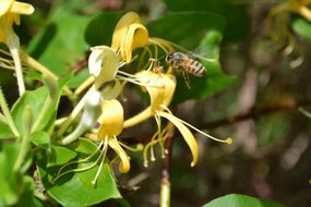 一只正在为黄色金银花授粉的蜜蜂。