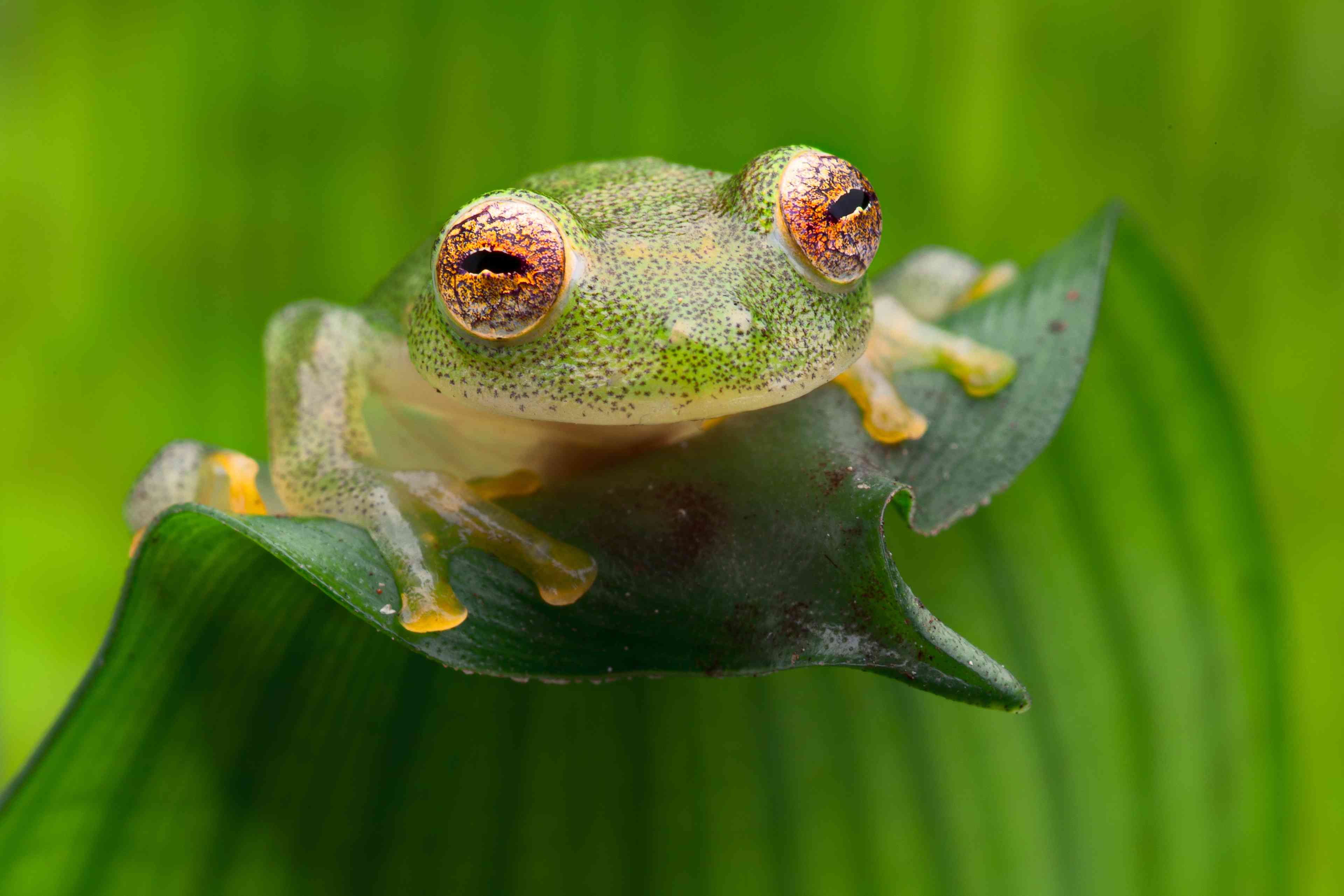 一只绿色的热带玻璃青蛙，有着橙色的眼睛和黄色的脚，站在一片绿叶上＂width=