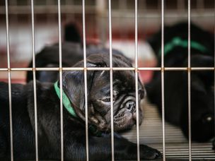 幼犬厂是商业繁殖设施，优先考虑利润而不是对动物的道德待遇。