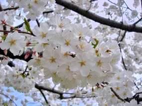 吉野樱桃树花
