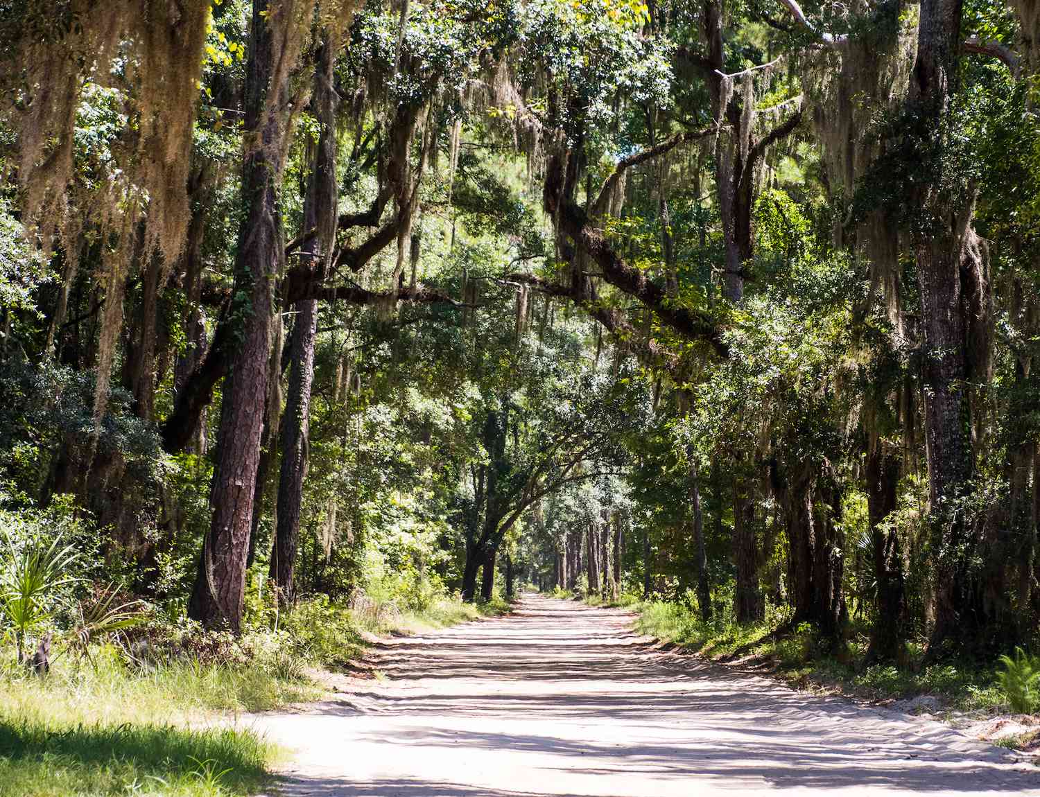 南卡罗来纳道夫斯基岛上一条绿树成荫的小路